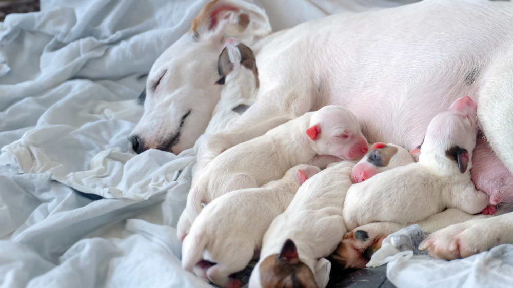 Lactation chez la chienne : Variations quantitatives et qualitatives du lait