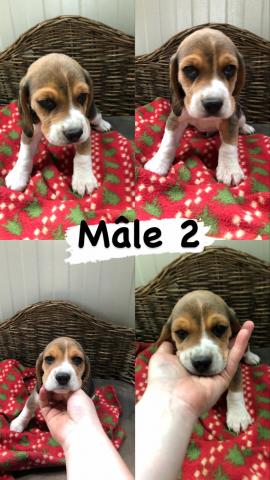 Chiot mle beagle