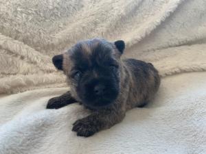 Chiot mle cairn terrier