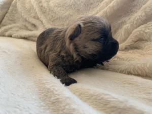 Chiot mle cairn terrier