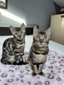 Chatons Bengal A Vendre En France