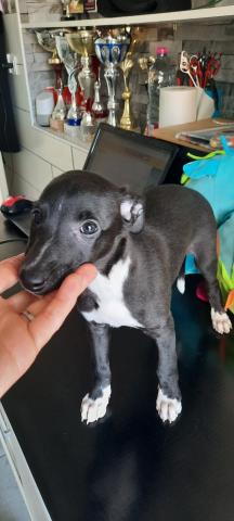 Chiot mle whippet