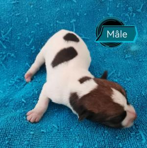 Chiot mle jack russell terrier