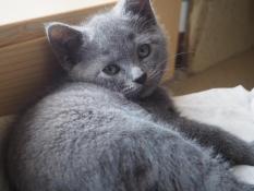 Chatons Chartreux A Vendre En Bretagne En France