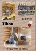 Chatons Chartreux A Vendre En Bretagne En France