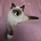 Chatons Ragdoll A Vendre En France