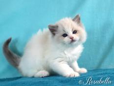 Chatons Ragdoll A Vendre En France