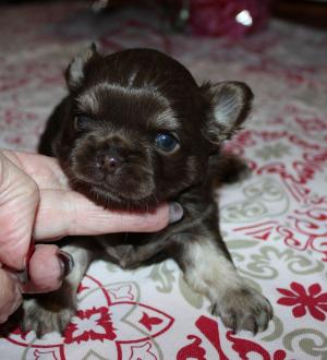 Chiot mle chihuahua  poil long