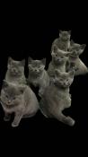 Chatons chartreux  rserver