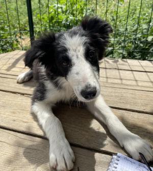 Chiot mle  apparence border collie