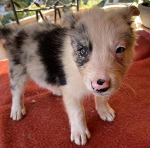 Chiot mle  apparence border collie
