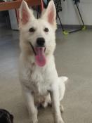 Saillie apparence berger blanc suisse