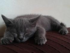 Adorable chaton male  chartreux loof