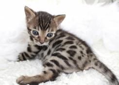 Chaton bengal brown /brown froid