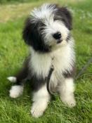 Disponibles chiots bearded collie lof