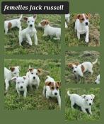 Apparence jack russell terrier femelles