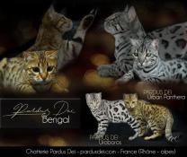 Chatons bengal brown et snow spia
