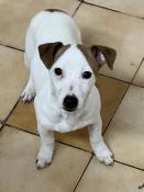 Uxie adorable femelle jack russell taille miniature