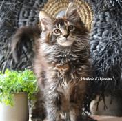 Chaton maine coon loof a reserver