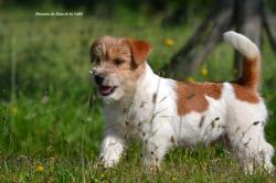 A reserver chiot jack russell lof selection beaute sante caractere