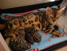 Chatons bengal  brown spotted et snow, look bien typ
