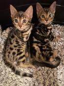 Naissance de 2 chatons bengal loof le 28 janvier 2024