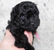 Chiots caniches petits nains/toy noirs