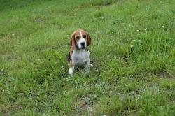 Chiot beagle tricolore  rserver lof