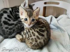 Chatons bengal brown spotted/rosettes loof