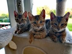 Vente chatons toyger