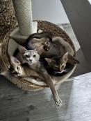 Trois chatons abyssins