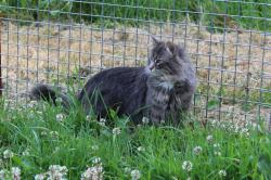 Chatons des forts norvgiennes loof