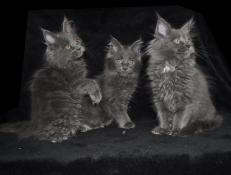 Chatons mainecoon loof