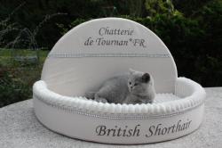 Chatons british shorthair