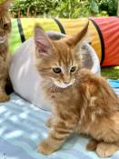 Maine coon loof 6 chatons