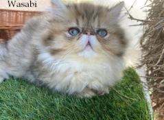 Chatons persan et exotic shorthair loof