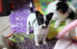 Chiots pagneuls papillons  femelles  rserver