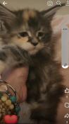 Rare femelle bb maine coon polydactyle tortie