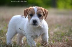 A reserver chiots jacks russell selection beaute sante caractere