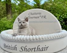 Chatons british shorthair
