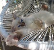 Superbes chatons sacrs de birmanie loof