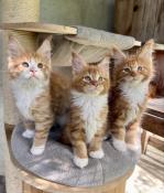 Magnifiques chatons maine coon loof