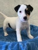 Adorables chiots dapparence jack russell vrai poil lisse