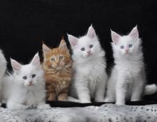 Adorables chatons maine coon loof disponibles