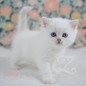 British shorthair silver shaded point (yeux bleus) loof trs sociable