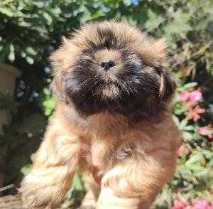 Chiot femelle  apparence shih tzu
