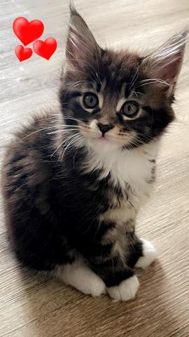 Chaton mle maine coon