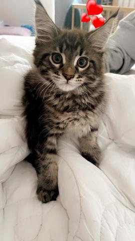 Chaton mle maine coon