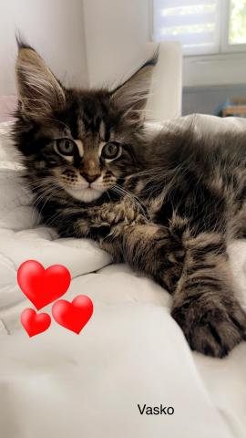 Chaton mle maine coon