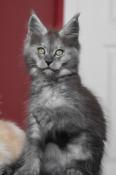 T&g : chatons maine coon loof dispos le 11/07/24